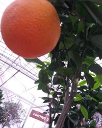 Appelsintræ