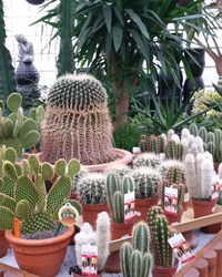 Kaktuser