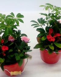 Rød/lyserød sammenplantning i potter